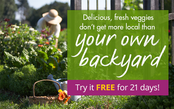 Delicious, fresh veggies don't get more local than your own backyard