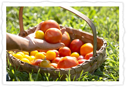 basket of tomatoes